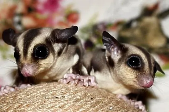 Lotopałanka karłowata, lotopałanki, sugar glider, sugar gliders, Dolnośląskie, Wrocław