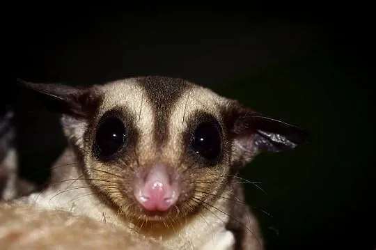 Lotopałanka karłowata, lotopałanki, sugar glider, sugar gliders, Dolnośląskie, Wrocław