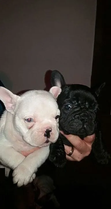 Super Adorable Buldog francuski Szczenięta, Świętokrzyskie, Kielce