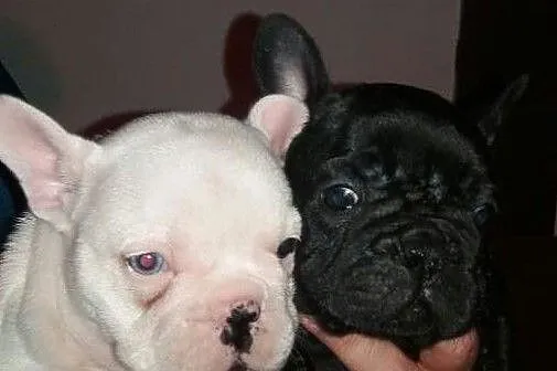 Super Adorable Buldog francuski Szczenięta, Świętokrzyskie, Kielce