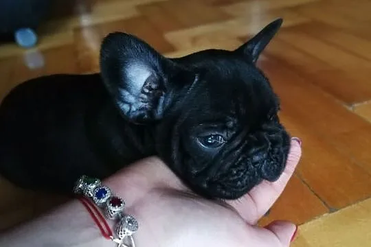 Super Adorable Buldog francuski Szczenięta, Świętokrzyskie, Kielce
