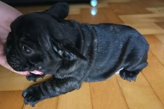 Super Adorable Buldog francuski Szczenięta, Świętokrzyskie, Kielce