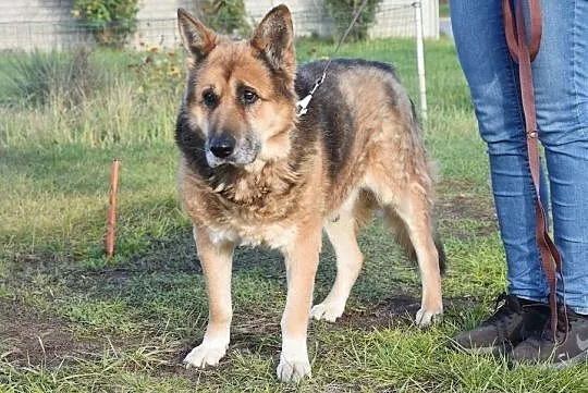 Senior Puchatek szuka domu na ostatnie lata, , Głogów