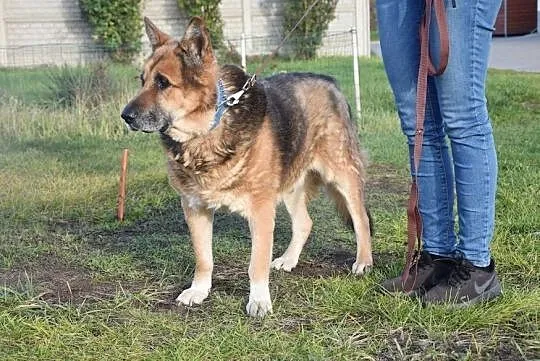 Senior Puchatek szuka domu na ostatnie lata, , Głogów