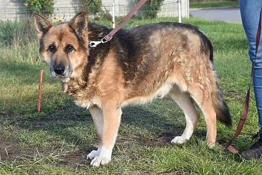 Senior Puchatek szuka domu na ostatnie lata, , Głogów