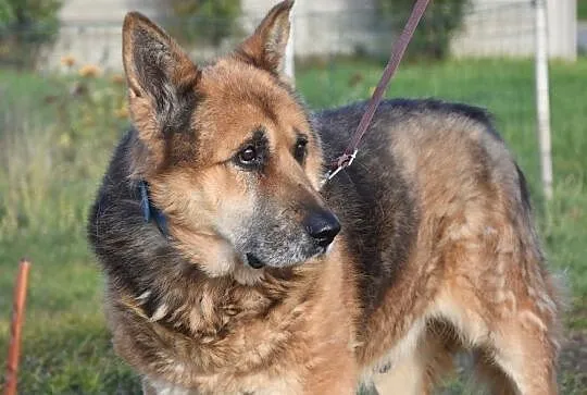 Senior Puchatek szuka domu na ostatnie lata, , Głogów