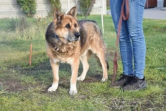 Senior Puchatek szuka domu na ostatnie lata, , Głogów