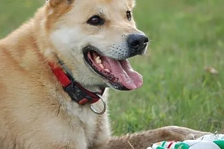 Diego do adopcji ,  Kundelki cała Polska