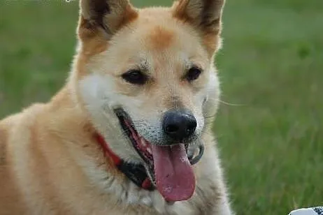 Diego do adopcji ,  Kundelki cała Polska