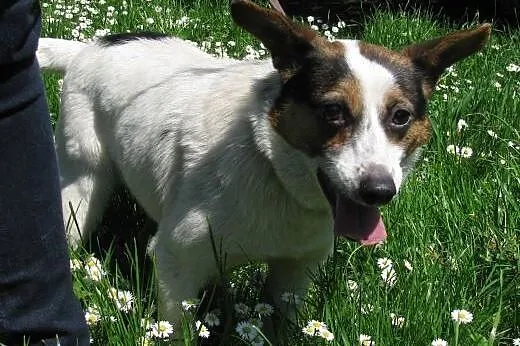 Piesek Dolar do adopcji ,  małopolskie Kraków