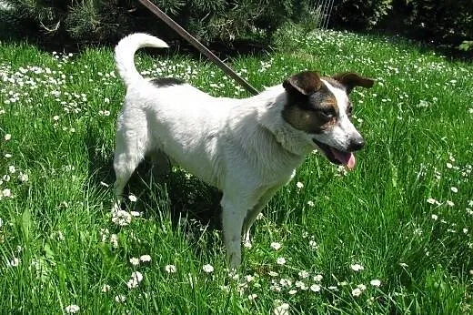 Piesek Dolar do adopcji ,  małopolskie Kraków