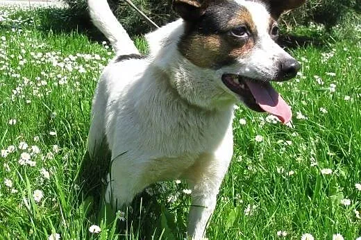 Piesek Dolar do adopcji ,  małopolskie Kraków