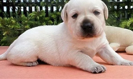 LABRADORKI Z RODOWODEM ZKwP-FCI po CHAMPIONIE !!,