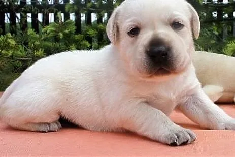 LABRADORKI Z RODOWODEM ZKwP-FCI po CHAMPIONIE !!, 