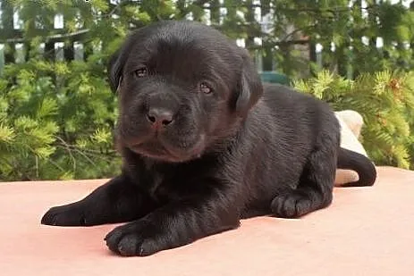 LABRADORKI Z RODOWODEM ZKwP-FCI po CHAMPIONIE !!, 