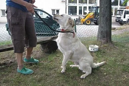 Wyrzucony z samochodu cudowny piesek w typie labradora,  mazowieckie Warszawa