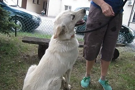 Wyrzucony z samochodu cudowny piesek w typie labra