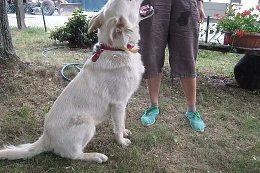 Wyrzucony z samochodu cudowny piesek w typie labra