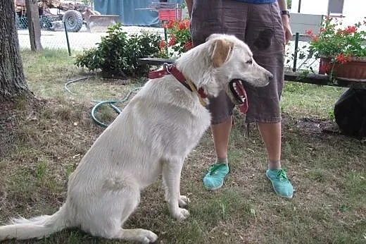 Wyrzucony z samochodu cudowny piesek w typie labra