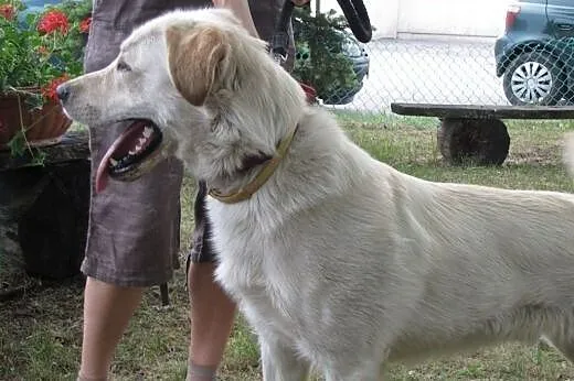 Wyrzucony z samochodu cudowny piesek w typie labra