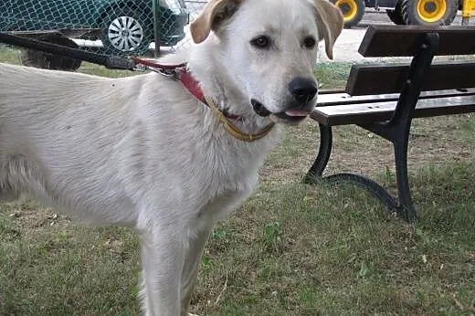 Wyrzucony z samochodu cudowny piesek w typie labra