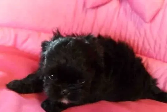 * Shih Tzu Prześliczne Biało Czarne Pieski Po Maleńkich Rodz
