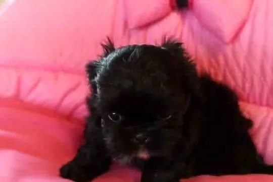 * Shih Tzu Prześliczne Biało Czarne Pieski Po Maleńkich Rodz, Małopolskie, Olkusz