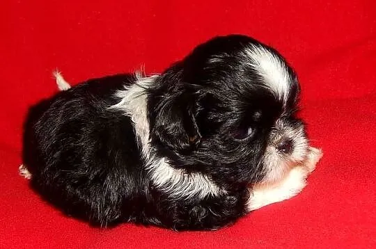 * Shih Tzu Prześliczne Biało Czarne Pieski Po Maleńkich Rodz, Małopolskie, Olkusz