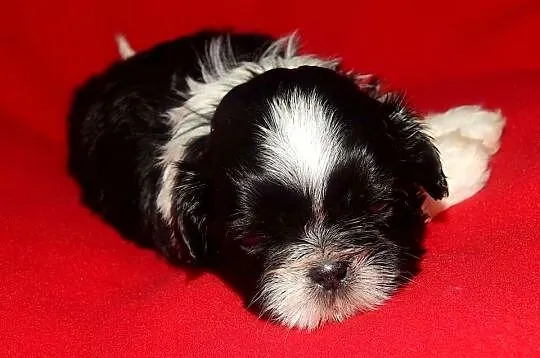 * Shih Tzu Prześliczne Biało Czarne Pieski Po Maleńkich Rodz, Małopolskie, Olkusz