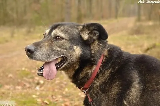 Muniek - już 3 lata w schronisku ... zdąży do domu ?, , Dąbrówka