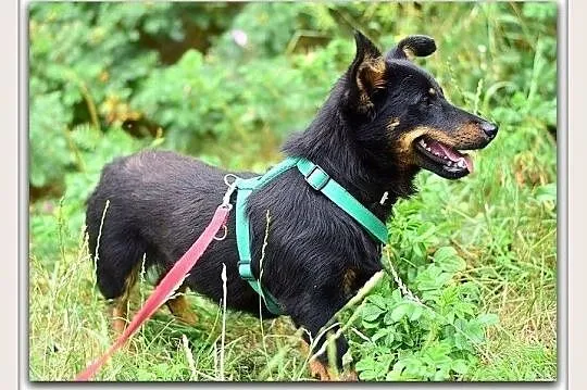 Młody,łagodny,przyjazny,wesoły,towarzyski,zaszczepiony psiak UKI.Adopcja.