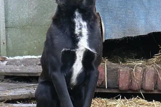 Pascal-15kg, czarny, łagodny, spokojny, nienachalny,  śląskie Katowice, Śląskie, Katowice
