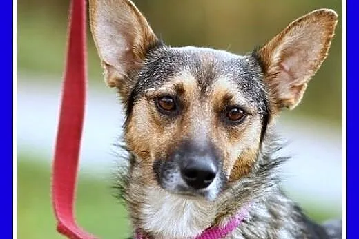 10 kg,łagodna,wesoła,średniej wielkości suczka MIKUSIA.Adopcja,  dolnośląskie Wrocław