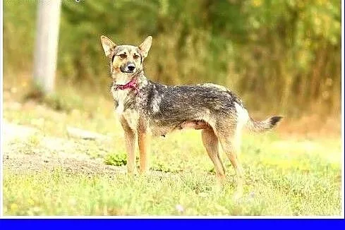 10 kg,łagodna,wesoła,średniej wielkości suczka MIK