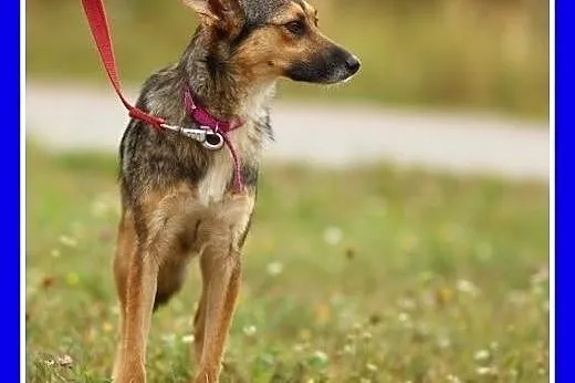 10 kg,łagodna,wesoła,średniej wielkości suczka MIK
