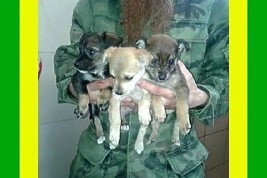 Małe szczeniaczki,szukają domu,pilne ADOPCJA,  ślą