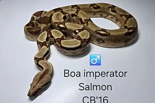 Boa cesarski