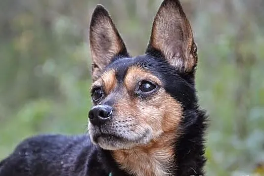 Kubuś- maleńki kundelek do pokochania -adopcja