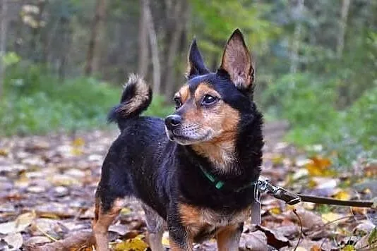 Kubuś- maleńki kundelek do pokochania -adopcja