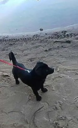 Malutka Linsi do adopcji, świętokrzyskie Ostrowie