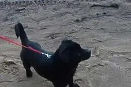 Malutka Linsi do adopcji,  świętokrzyskie Ostrowie