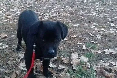 Malutka Linsi do adopcji,  świętokrzyskie Ostrowie