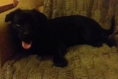 Malutka Linsi do adopcji,  świętokrzyskie Ostrowie
