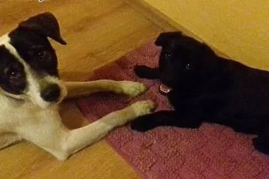Malutka Linsi do adopcji,  świętokrzyskie Ostrowie