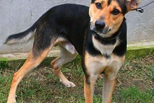 JAY-JAY aktywny psiak w typie owczarka, który lubi