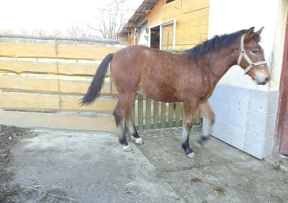Sprzedam ogierka