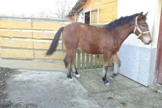Sprzedam ogierka