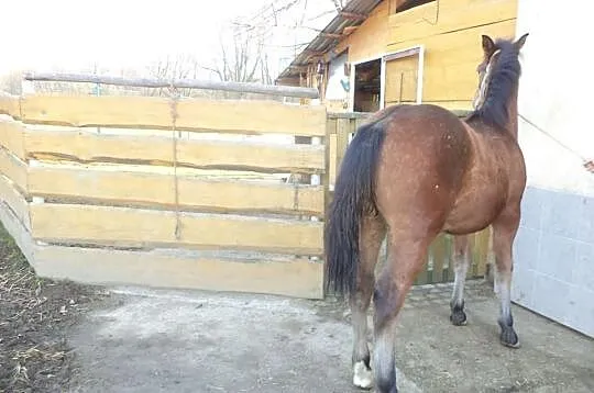 Sprzedam ogierka