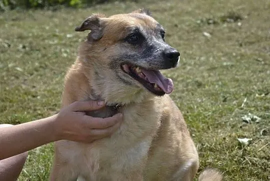 Kora-widzi już tylko sercem - seniorka prosi o dom na jesień życia, Mazowieckie, Warszawa