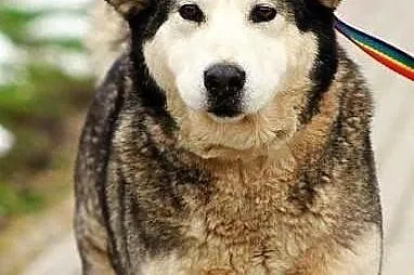 Alaska, 5-letnia alaskan malamute ze schroniska sz